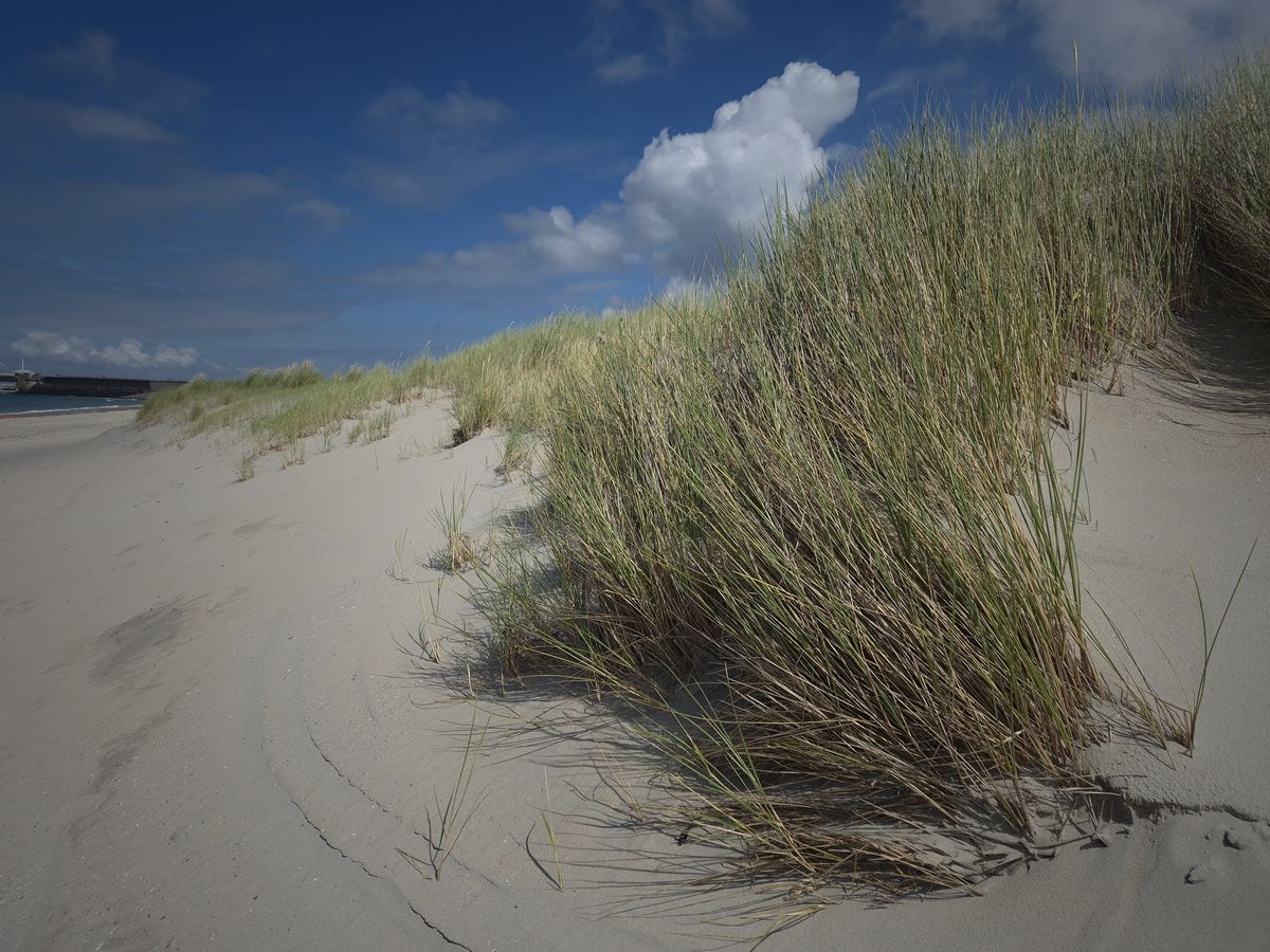 Duinen en strand in Zeeland